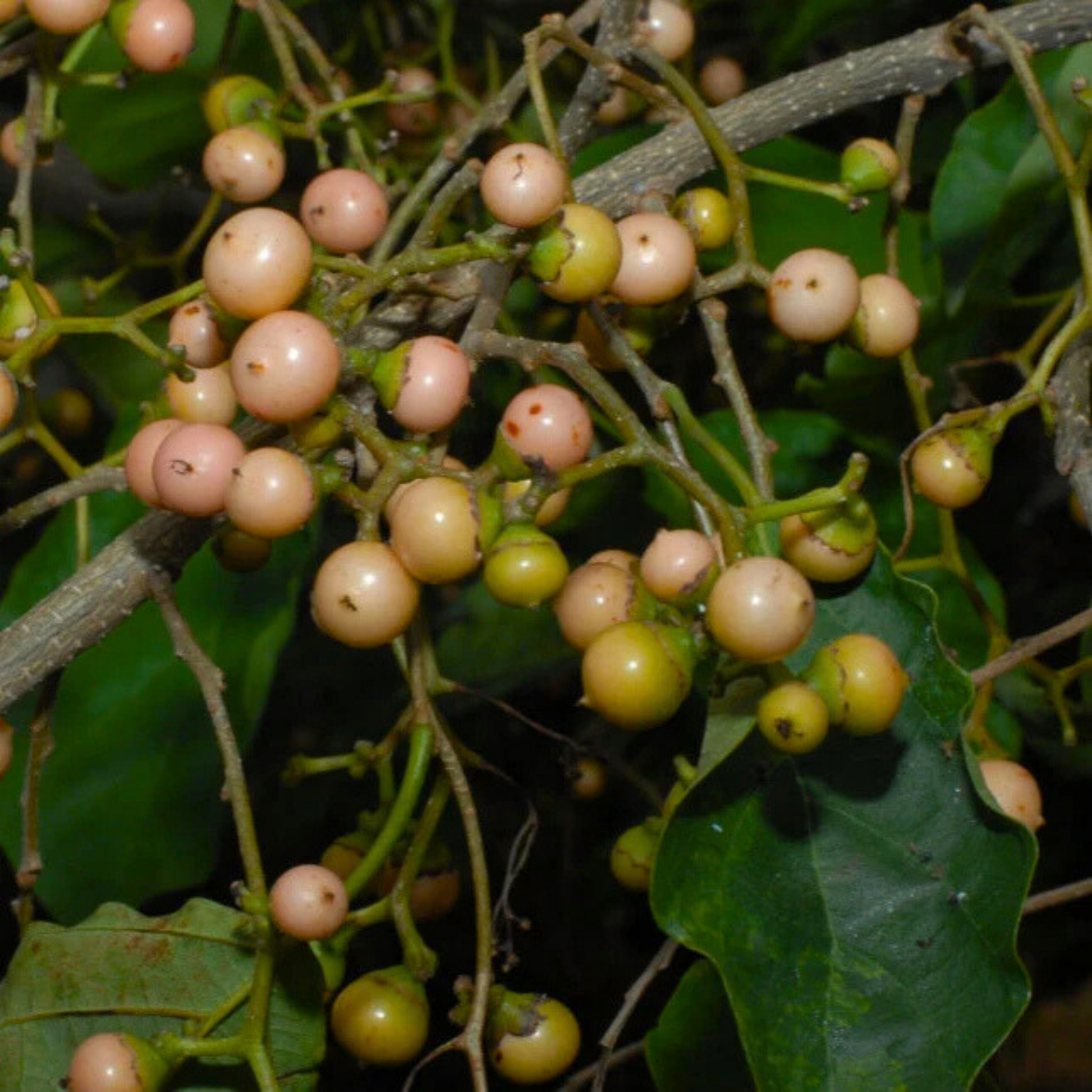 Clammy Cherry (Cordia dichotoma) Rare Fruit Live Plant