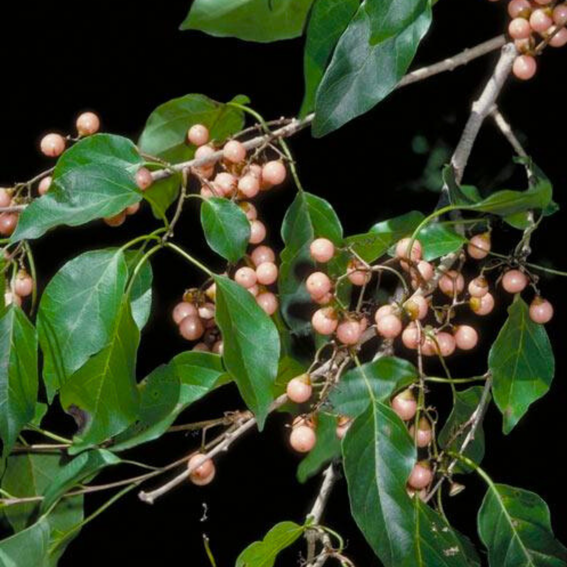 Clammy Cherry (Cordia dichotoma) Rare Fruit Live Plant