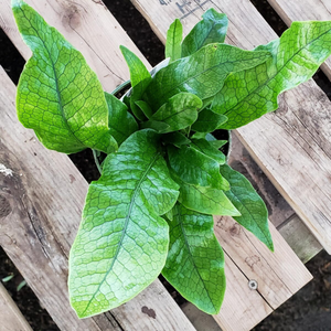 Crocodile Fern (Microsorum musifolium) Indoor/Outdoor Live Plant