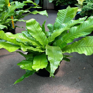 Crocodile Fern (Microsorum musifolium) Indoor/Outdoor Live Plant