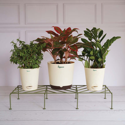 Premium Plants Stand