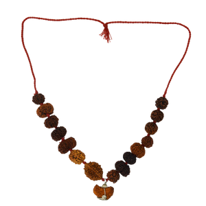 Indrakshi Mala made by 1-14 Mukhi Rudraksha (Length: 36 cm apx.)