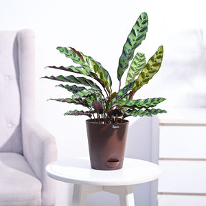 Calathea Rattlesnake Plant