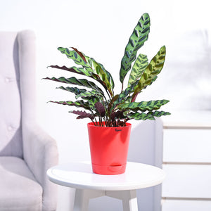 Calathea Rattlesnake Plant