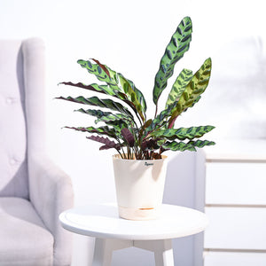 Calathea Rattlesnake Plant