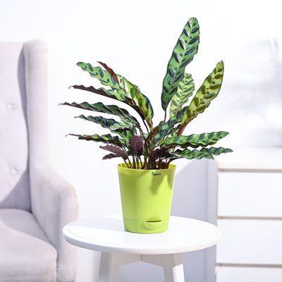 Calathea Rattlesnake Plant