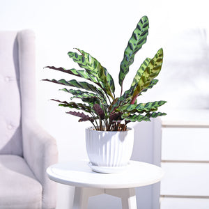 Calathea Rattlesnake Plant