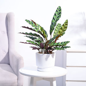 Calathea Rattlesnake Plant