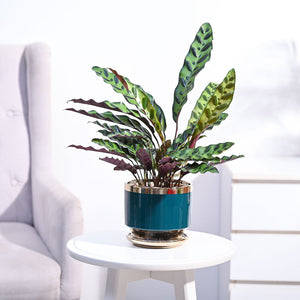 Calathea Rattlesnake Plant