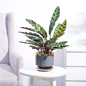 Calathea Rattlesnake Plant