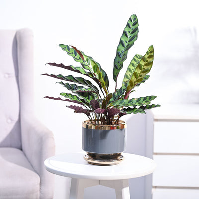 Calathea Rattlesnake Plant
