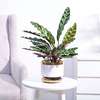 Calathea Rattlesnake Plant