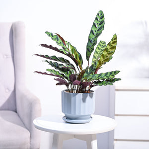 Calathea Rattlesnake Plant