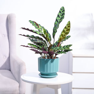 Calathea Rattlesnake Plant