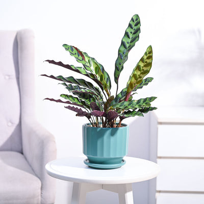 Calathea Rattlesnake Plant