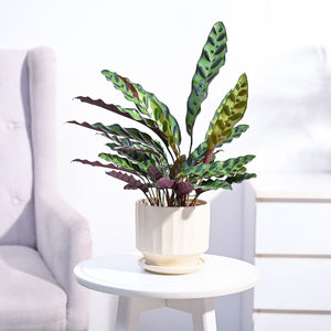 Calathea Rattlesnake Plant