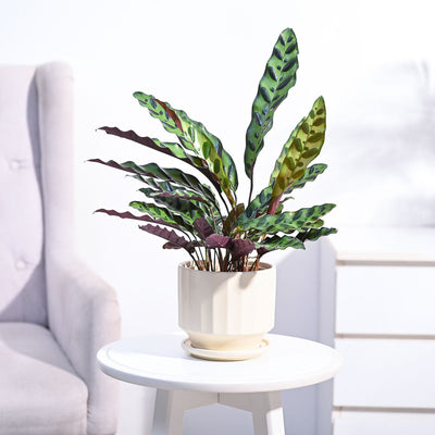 Calathea Rattlesnake Plant