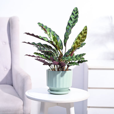 Calathea Rattlesnake Plant