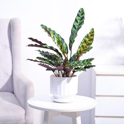 Calathea Rattlesnake Plant