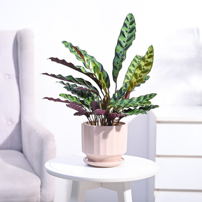 Calathea Rattlesnake Plant