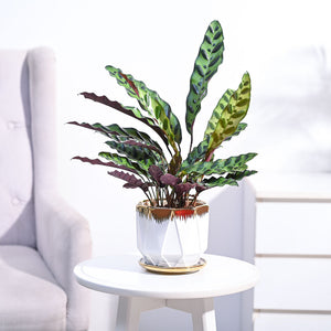Calathea Rattlesnake Plant