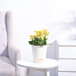 Kalanchoe Plant - Yellow