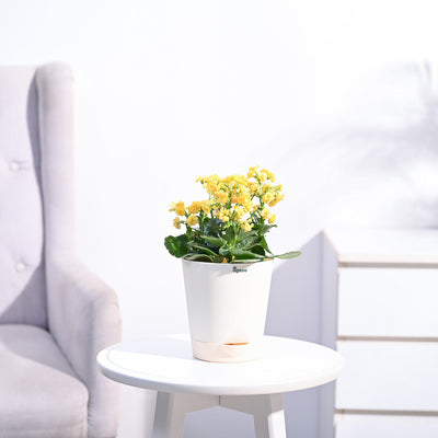 Kalanchoe Plant - Yellow