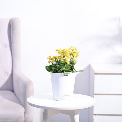 Kalanchoe Plant - Yellow