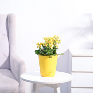 Kalanchoe Plant - Yellow