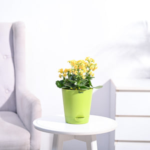 Kalanchoe Plant - Yellow
