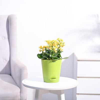 Kalanchoe Plant - Yellow