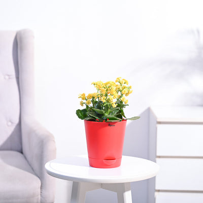 Kalanchoe Plant - Yellow