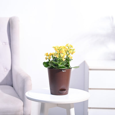 Kalanchoe Plant - Yellow
