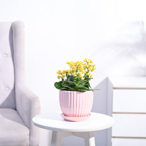 Kalanchoe Plant - Yellow