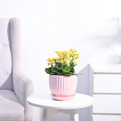 Kalanchoe Plant - Yellow