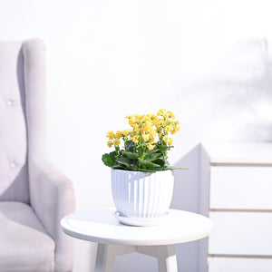 Kalanchoe Plant - Yellow