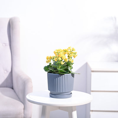 Kalanchoe Plant - Yellow
