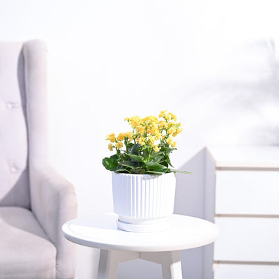 Kalanchoe Plant - Yellow