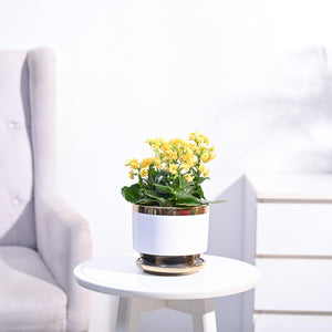 Kalanchoe Plant - Yellow