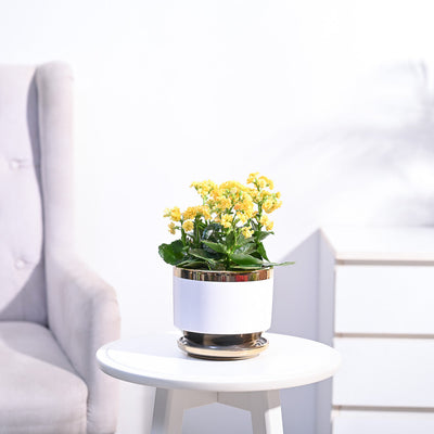 Kalanchoe Plant - Yellow