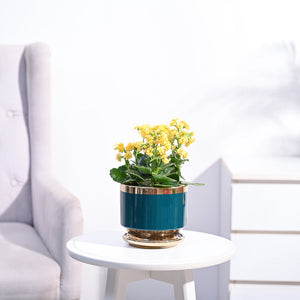 Kalanchoe Plant - Yellow