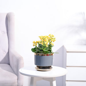 Kalanchoe Plant - Yellow