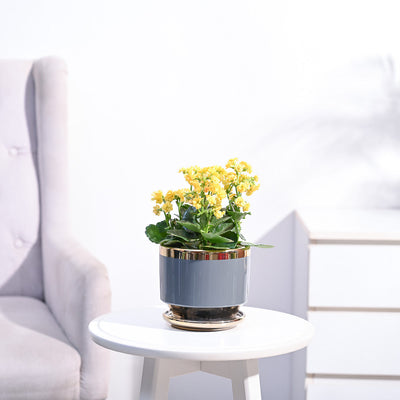 Kalanchoe Plant - Yellow
