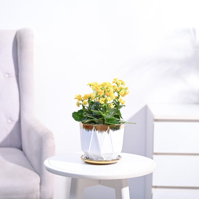 Kalanchoe Plant - Yellow