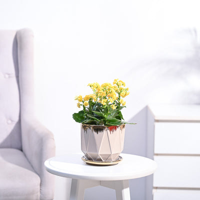 Kalanchoe Plant - Yellow