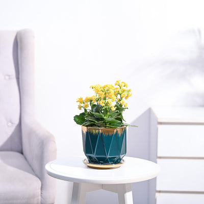 Kalanchoe Plant - Yellow