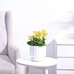 Kalanchoe Plant - Yellow