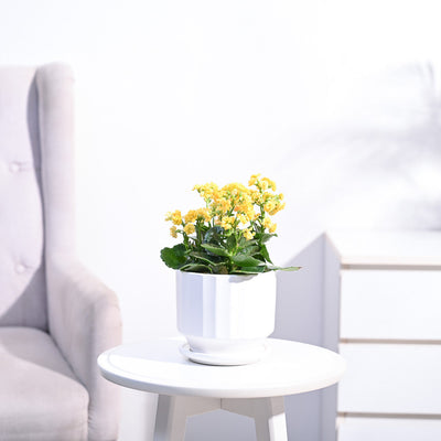 Kalanchoe Plant - Yellow