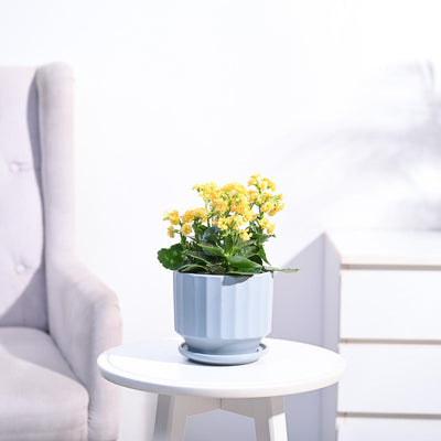 Kalanchoe Plant - Yellow
