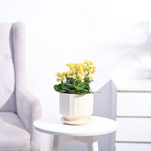 Kalanchoe Plant - Yellow